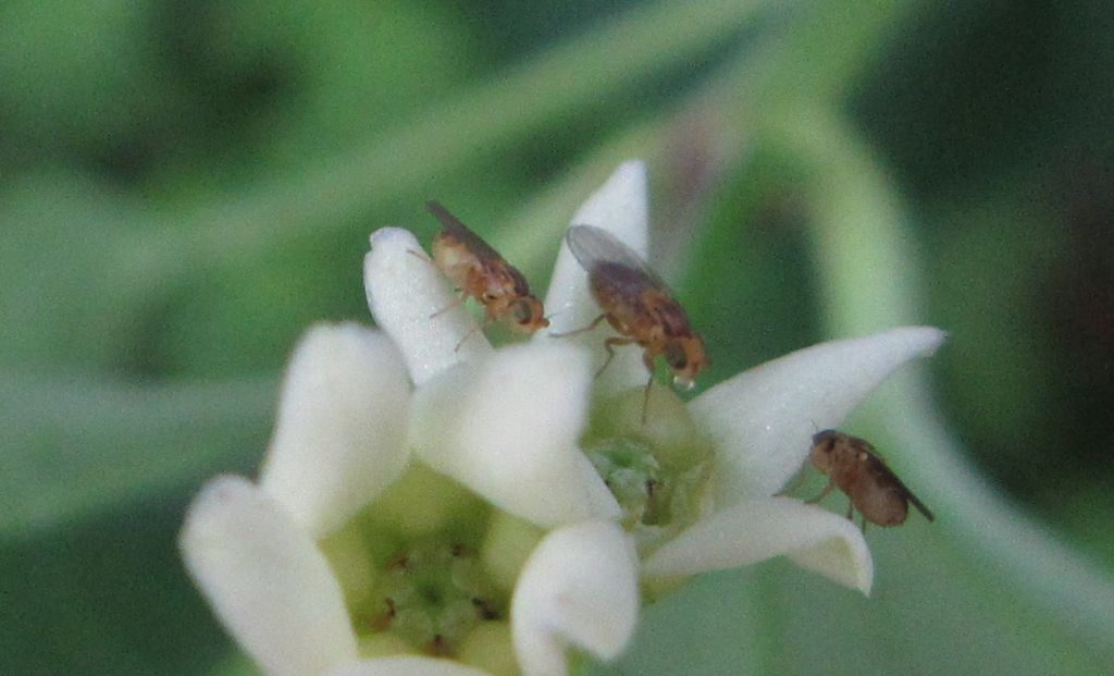 Insetti da identificare